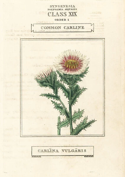 Common carline, Carlina vulgaris