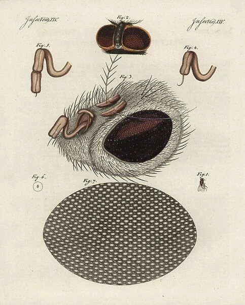 Common fly, Musca domestica, head, proboscis and cornea
