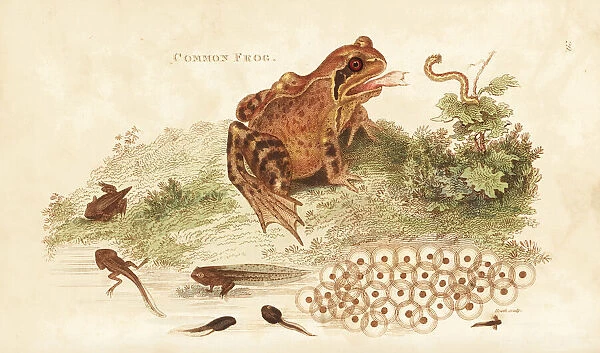 Common frog, Rana temporaria