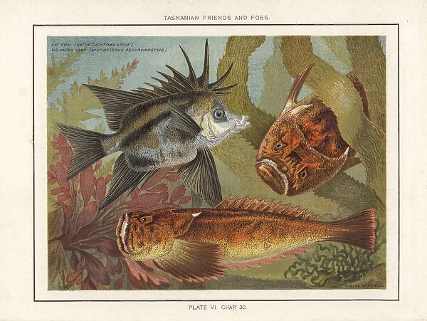 Common stargazer and longsnout boarfish