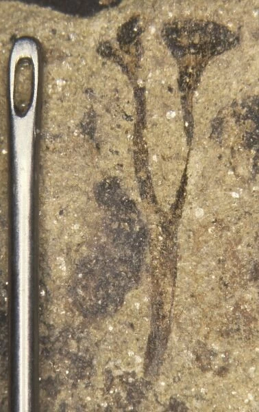 Cooksonia pertoni, fossilised plant