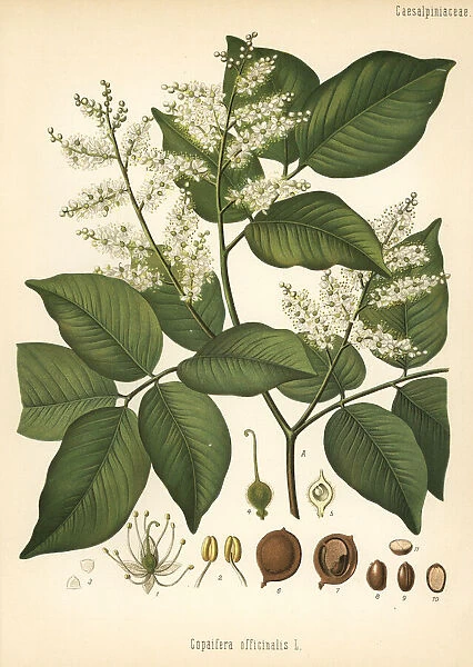 Copaiba, Copaifera officinalis
