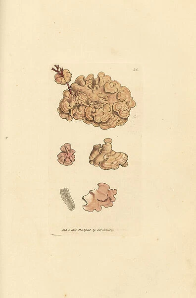 Coralline species, Corallina auriculariaeformis