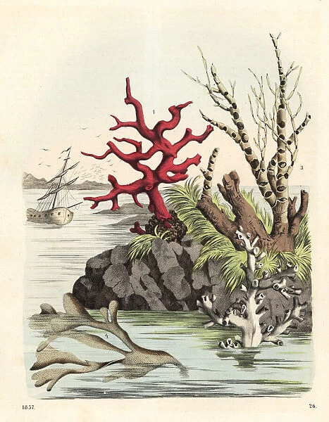 Corals and seaweeds
