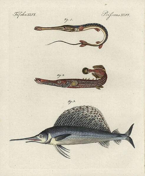 Cornetfish, Chinese trumpetfish and swordfish