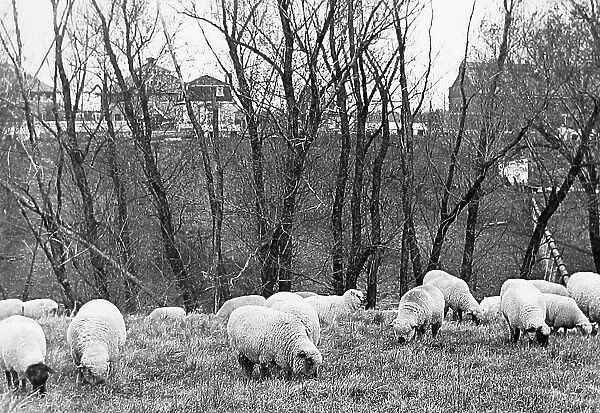 Cotswold, Shropshire and Oxford sheep in pasture Iowa USA