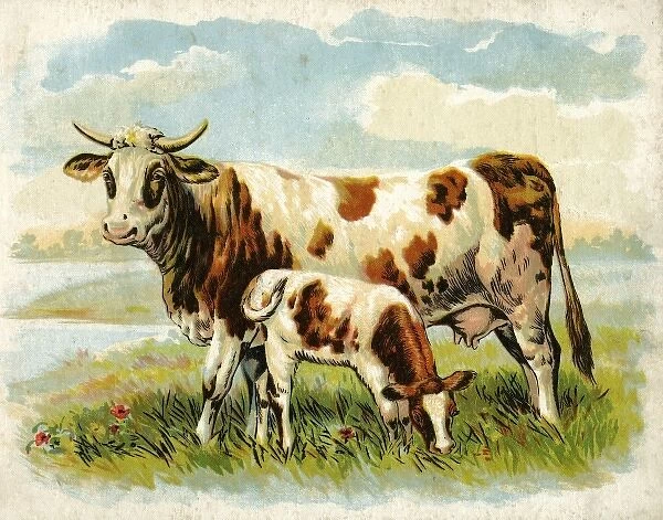 Cow and calf in a field