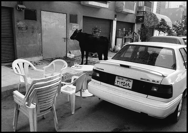 Cow in the street - Cairo suburb, Egypt