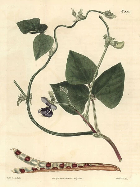Cowpea, Vigna unguiculata