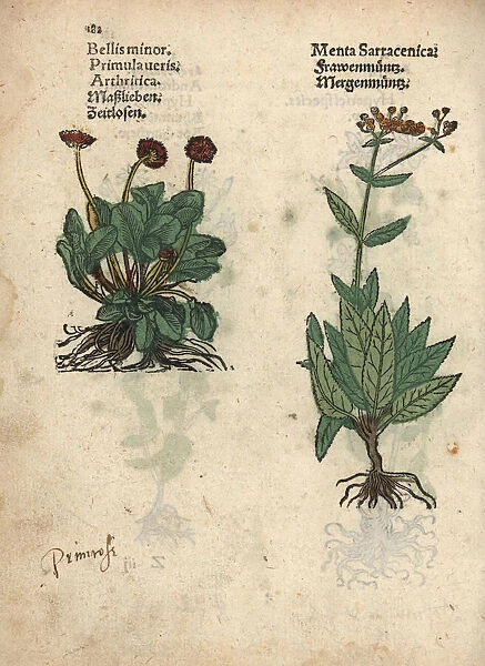 Cowslip, Primula veris and balsam herb, Tanacetum balsamita