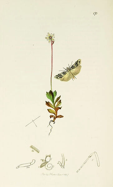 Curtis British Entomology Plate 170