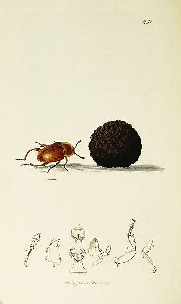 Curtis British Entomology Plate 251