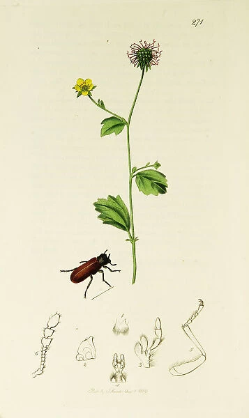 Curtis British Entomology Plate 271
