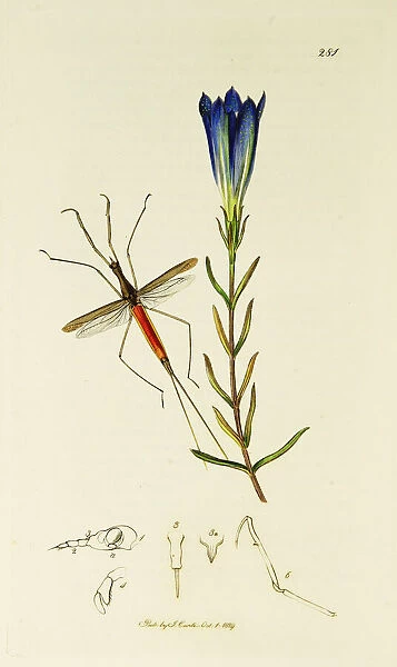 Curtis British Entomology Plate 281