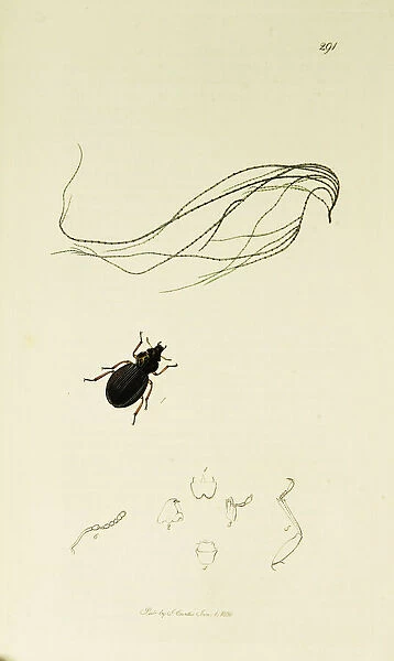 Curtis British Entomology Plate 291