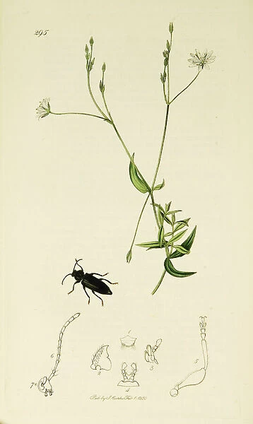 Curtis British Entomology Plate 295