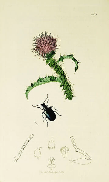 Curtis British Entomology Plate 323