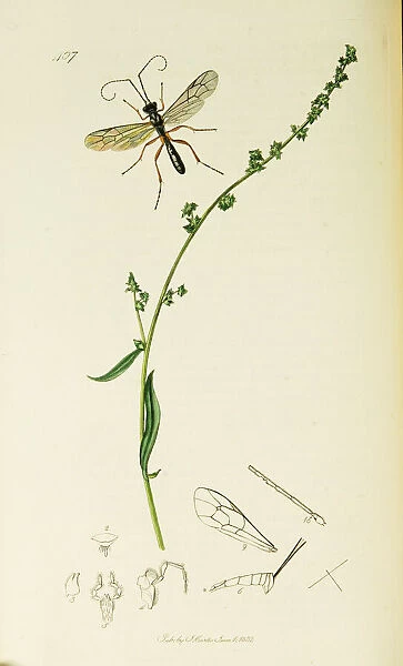 Curtis British Entomology Plate 407