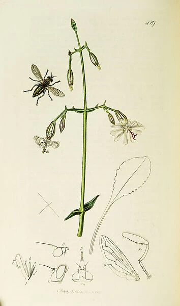 Curtis British Entomology Plate 429