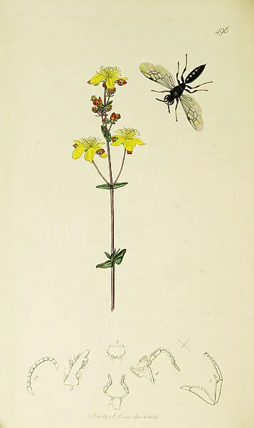 Curtis British Entomology Plate 496