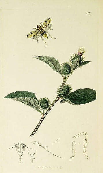 Curtis British Entomology Plate 572