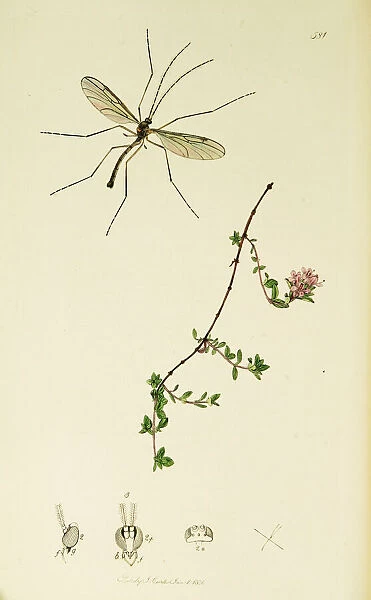 Curtis British Entomology Plate 581