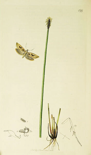 Curtis British Entomology Plate 599