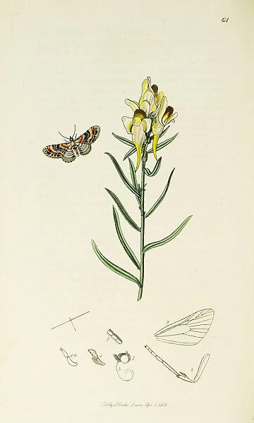 Curtis British Entomology Plate 64