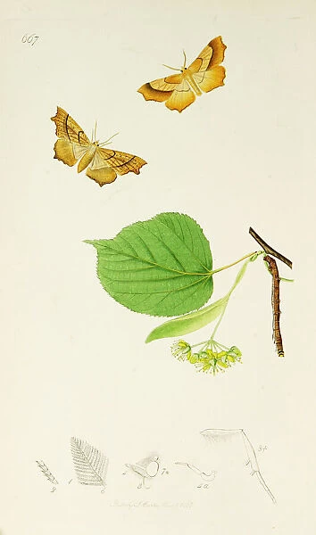 Curtis British Entomology Plate 667