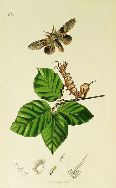 Curtis British Entomology Plate 674