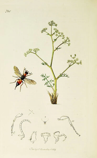 Curtis British Entomology Plate 724