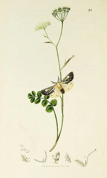 Curtis British Entomology Plate 92