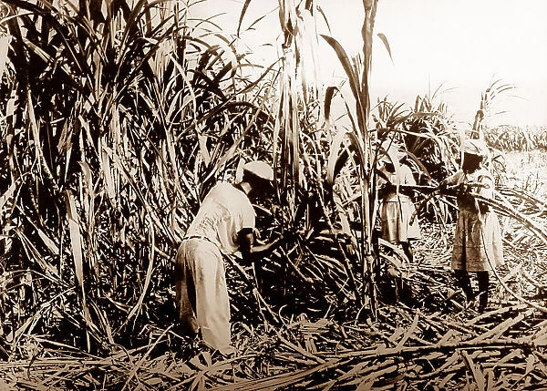 Cutting sugar cane, Jamaica