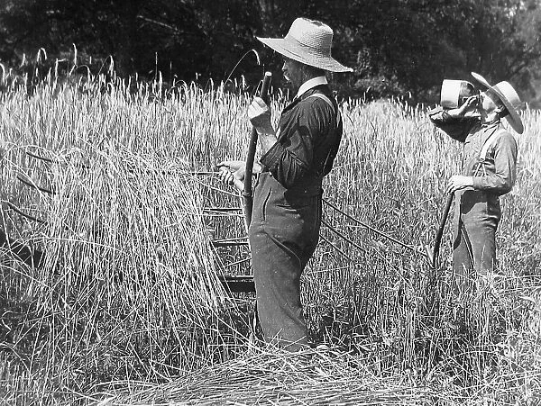 Cutting wheat with a cradle Pennsylvania USA early 1900s