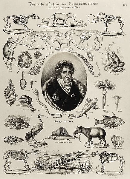 CUVIER, Georges (1769-1832). French zoologist