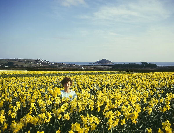 Daffodil fields, St Michaels Mount, Marazion, Cornwall