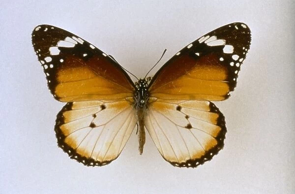 Danaus chrysippus, plain tiger butterfly