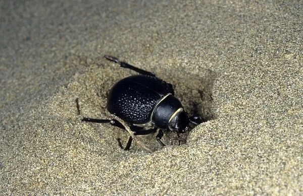 Darkling Beetle - burrowing in the sand to escape