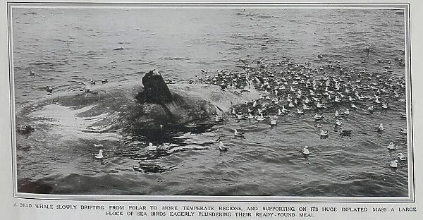 Dead Whale + sea birds