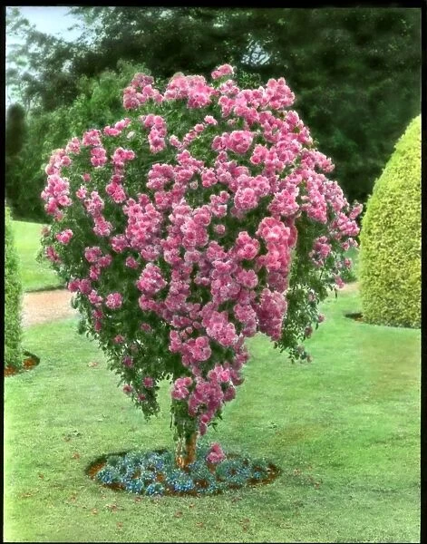Deep pink rosebush