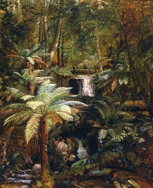 Dense Jungle in New Guinea, Charles E Gordon Frazer
