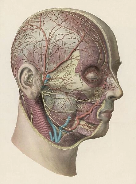 Diagram - Inside of Head