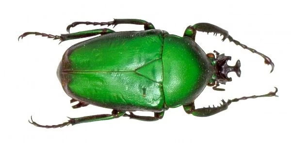 Dicronorhina sp. rose chafer beetle