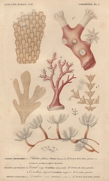 Different types of corals and seaweeds
