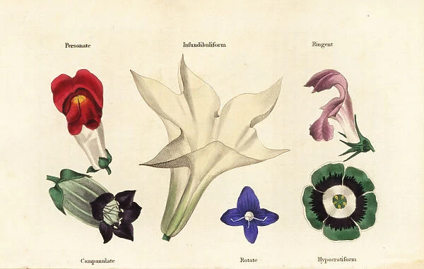 Different types of flower