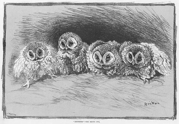 Disturbed - the Brown Owl by Louis Wain