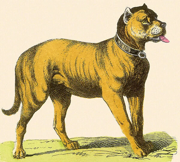 Dog in Collar Date: 1880