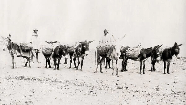 Donkeys laden with goods, on the beach Algeria