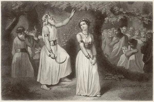 Druids gathering the sacred mistletoe
