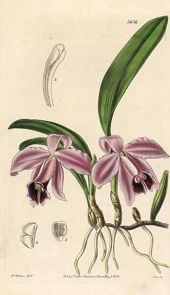Dwarf sophronitis orchid, Cattleya pumila